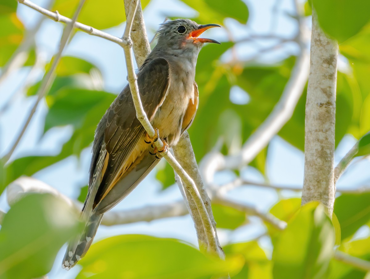 Brush Cuckoo (Australasian) - ML612923556