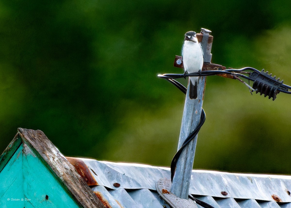 Collared Kingfisher - Susan Wellhofer