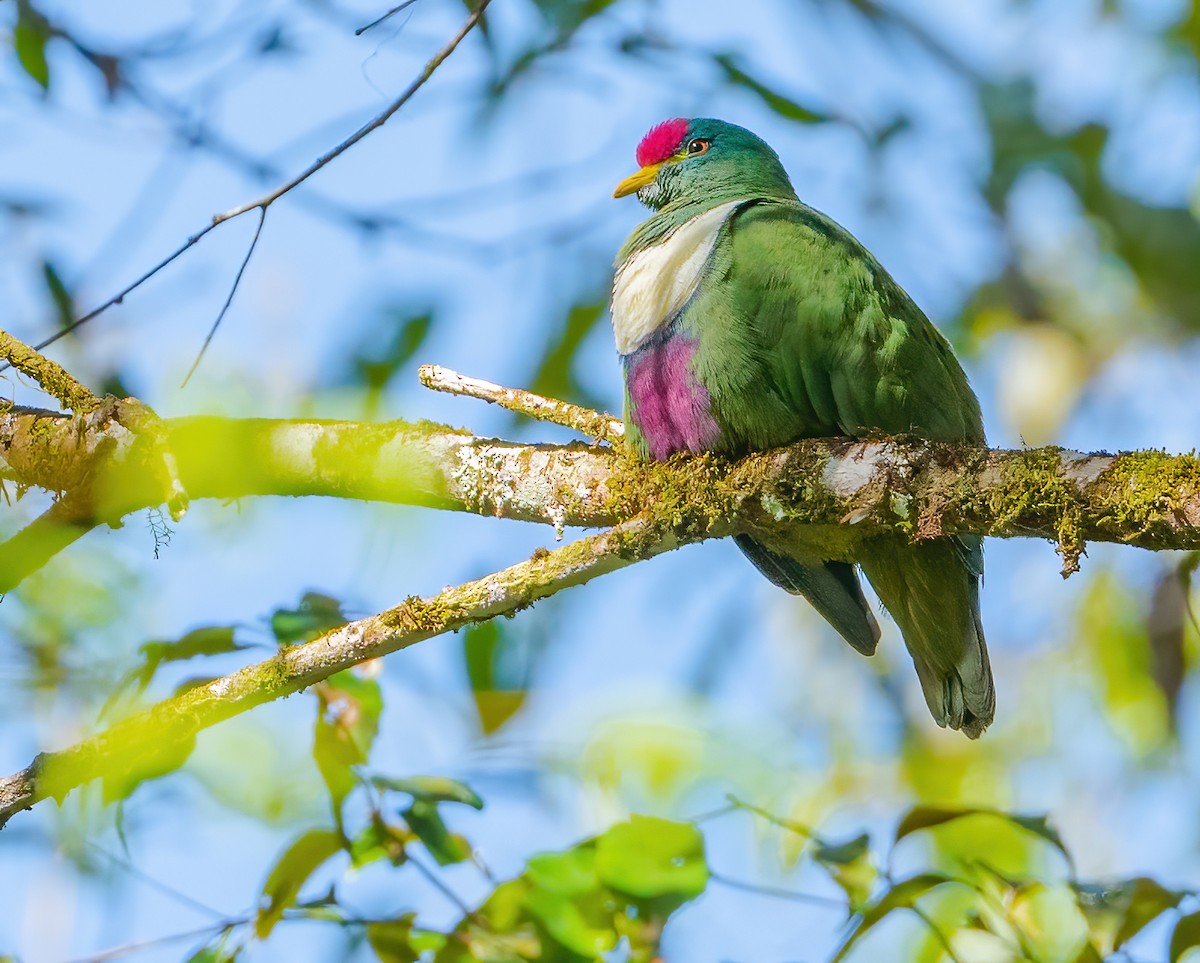 White-breasted Fruit-Dove (Moluccan) - ML612923767