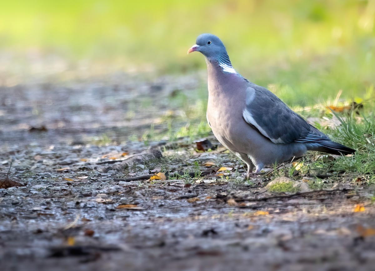 Common Wood-Pigeon - ML612923959