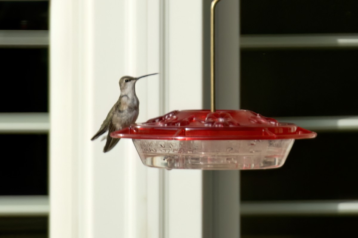 hummingbird sp. - jerry amerson