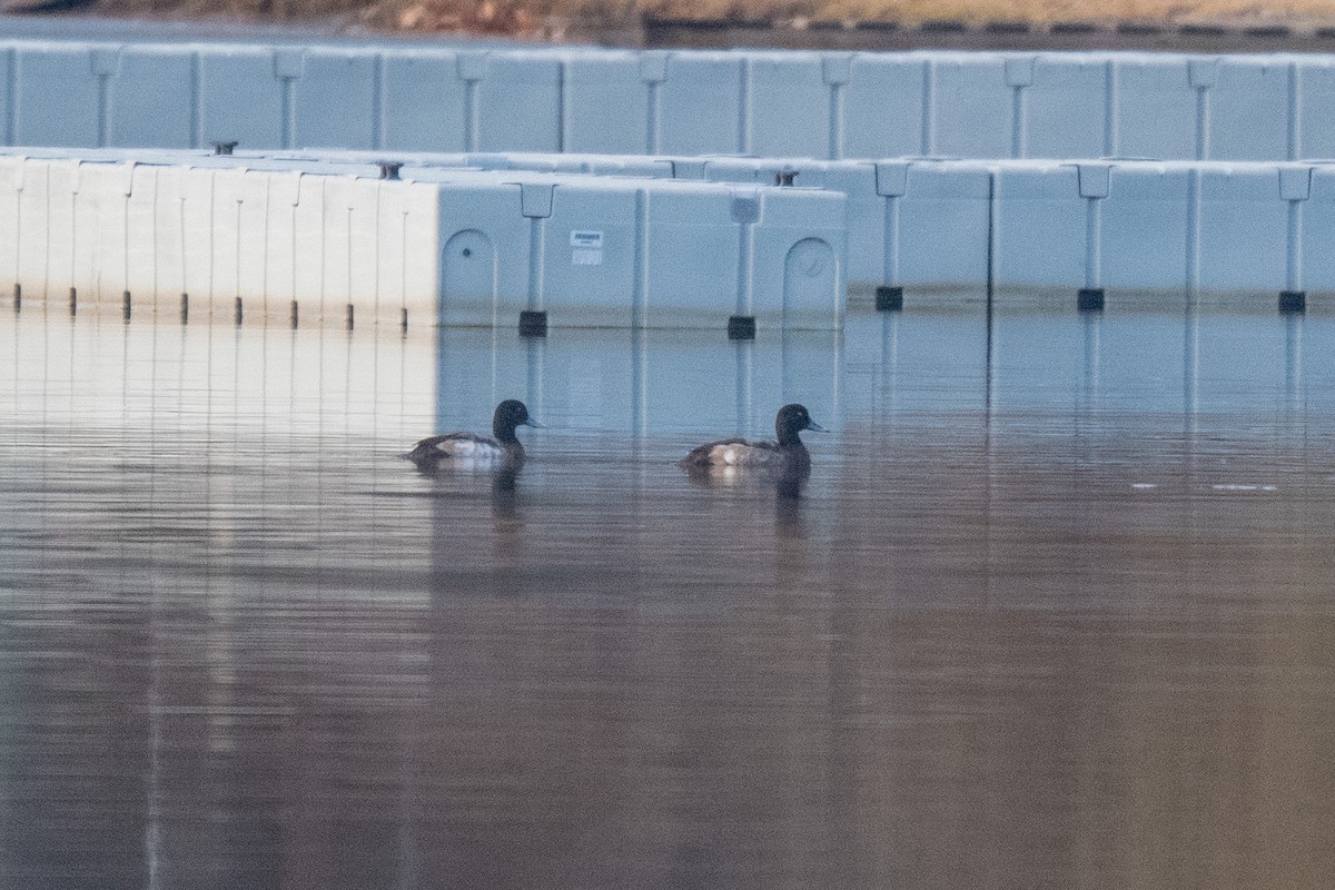 Greater Scaup - ML612924031