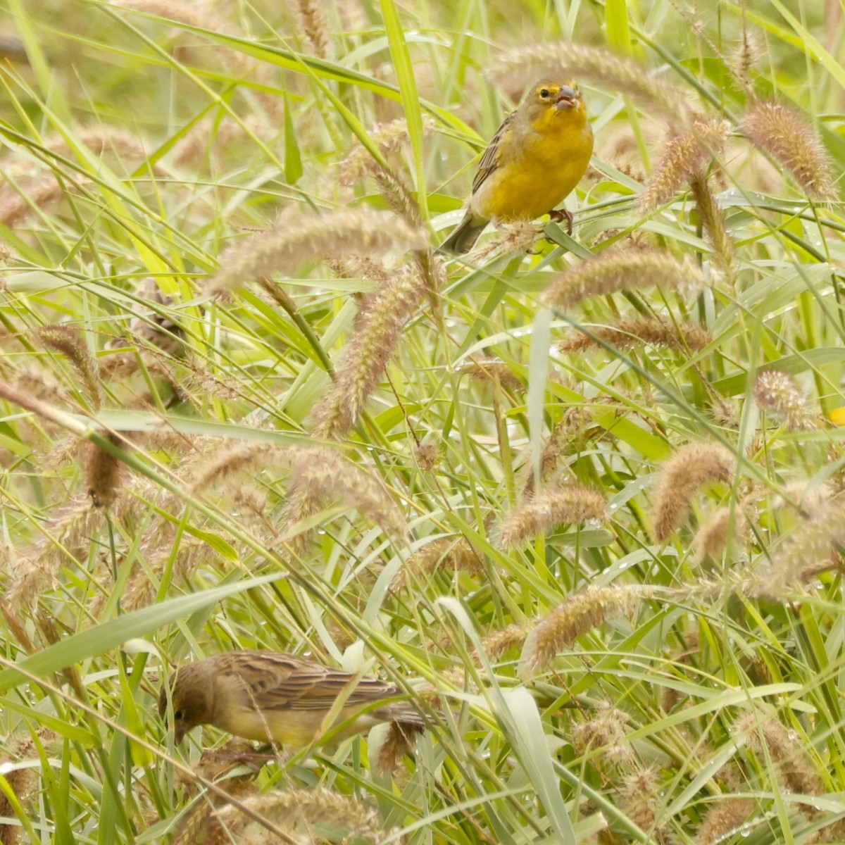 Grassland Yellow-Finch (Montane) - John Mills