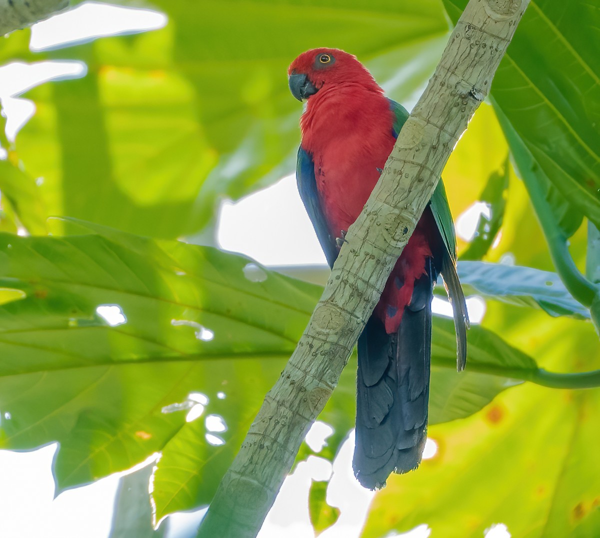 Maluku Kral Papağanı - ML612924350