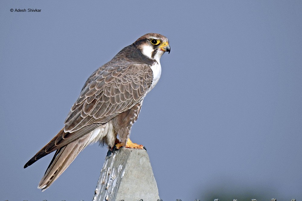 Laggar Falcon - Adesh Shivkar