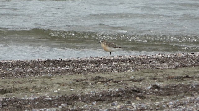 Red-breasted Dotterel - ML612924517