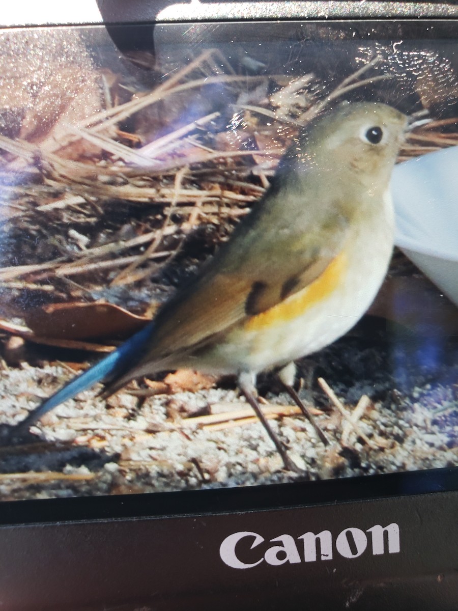 Red-flanked Bluetail - ML612924610