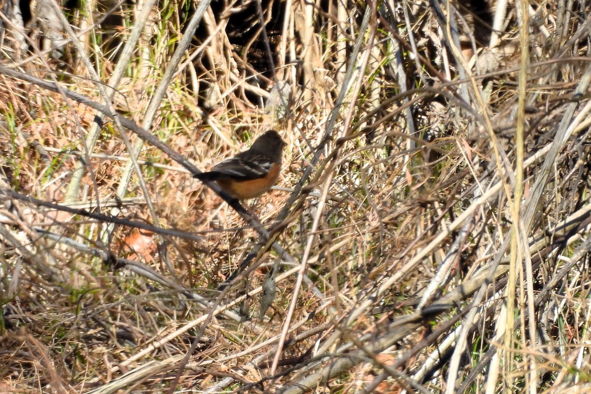 Spotted Towhee - ML612924717