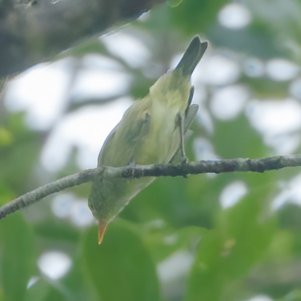 Island Leaf Warbler (Kai) - ML612924790