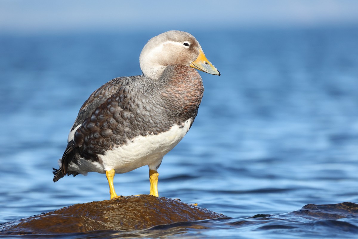 Flying Steamer-Duck - Daniel Engelbrecht - Birding Ecotours