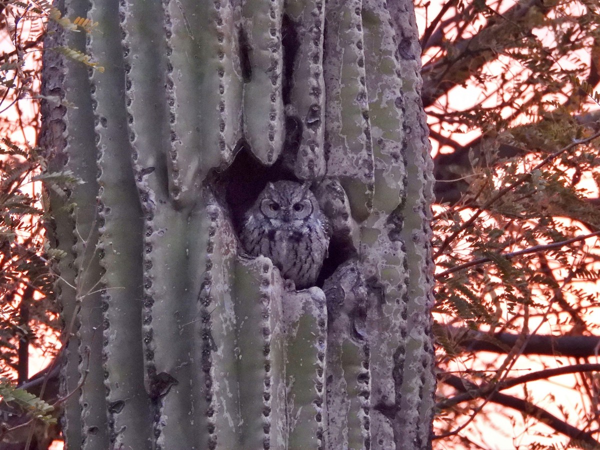 EBird Checklist 1 Jan 2024 Anthem Southeast Parkside 30 Species   1200