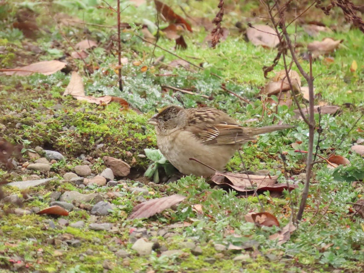 Golden-crowned Sparrow - ML612925057