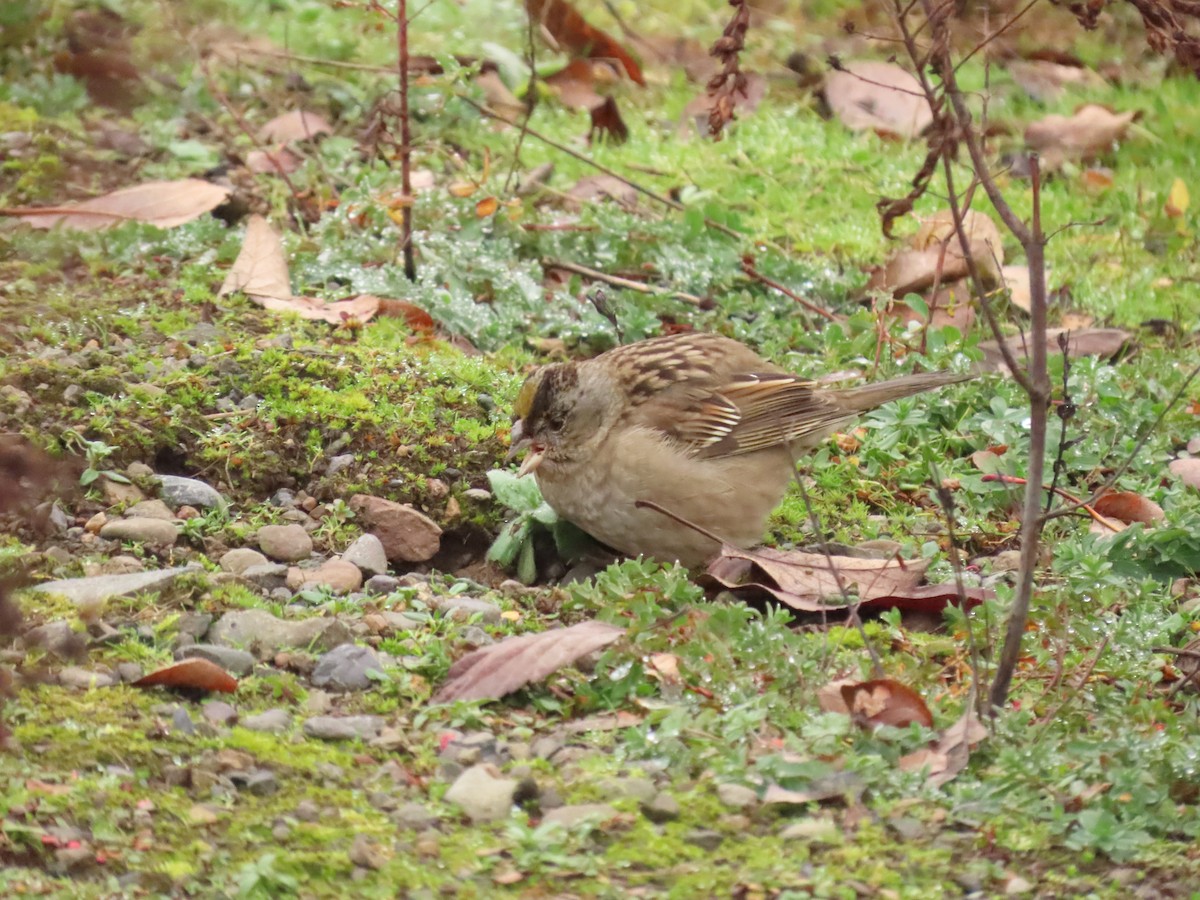Golden-crowned Sparrow - ML612925058