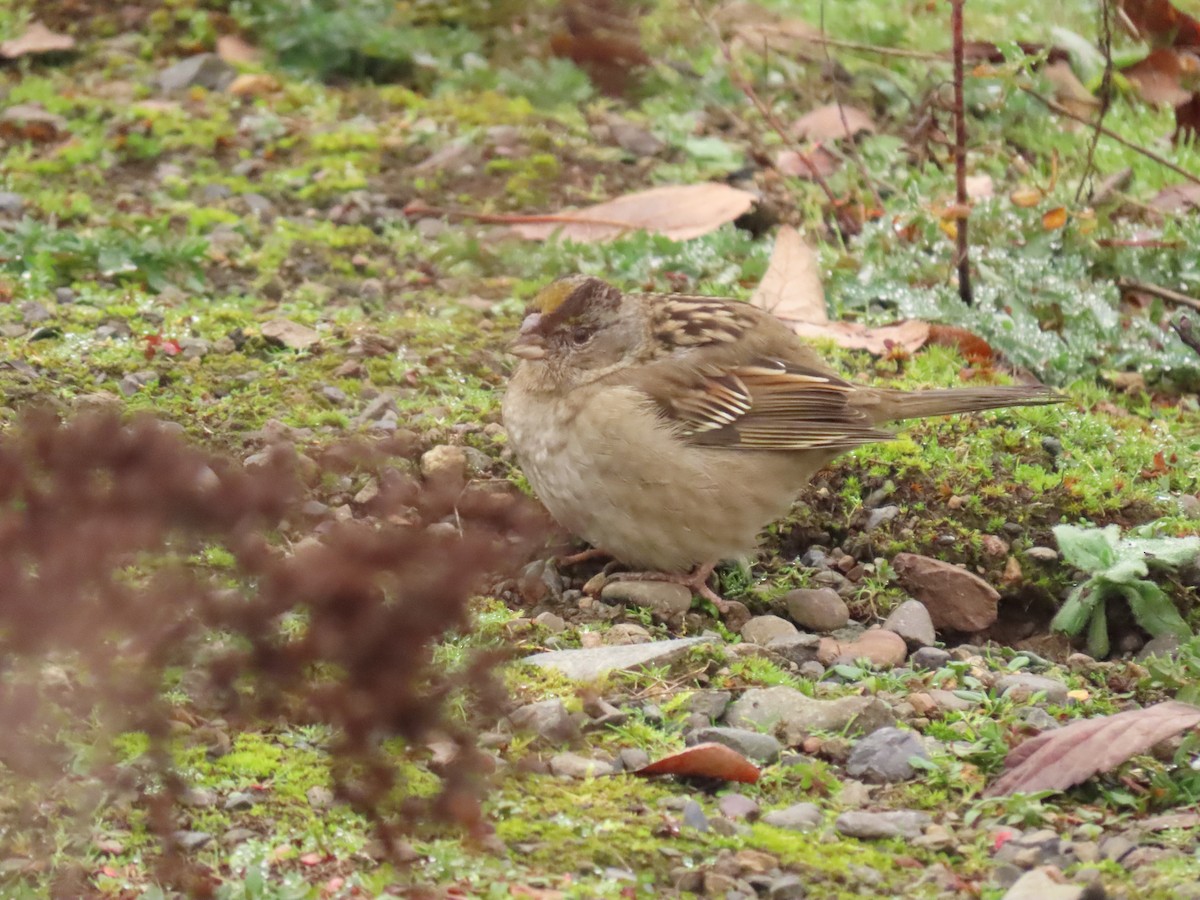 Golden-crowned Sparrow - ML612925059