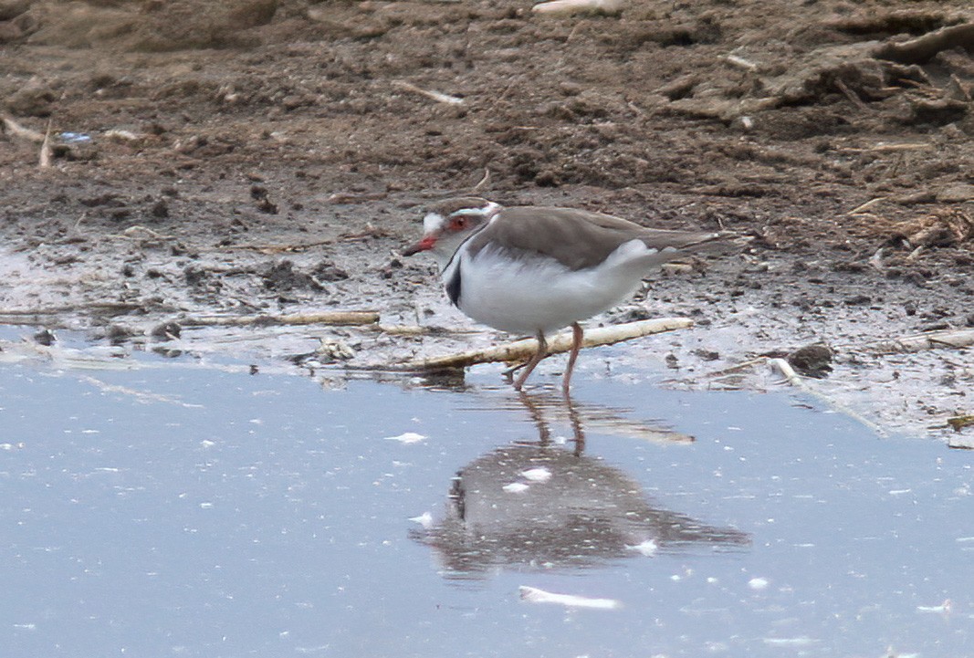 Three-banded Plover - ML612925332