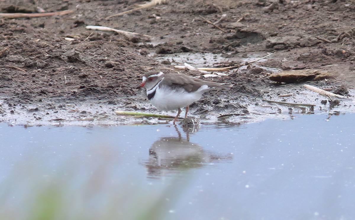 Three-banded Plover - ML612925334