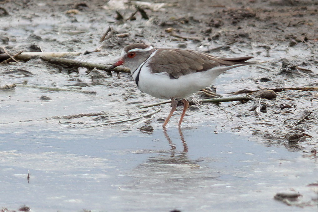 Three-banded Plover - ML612925339