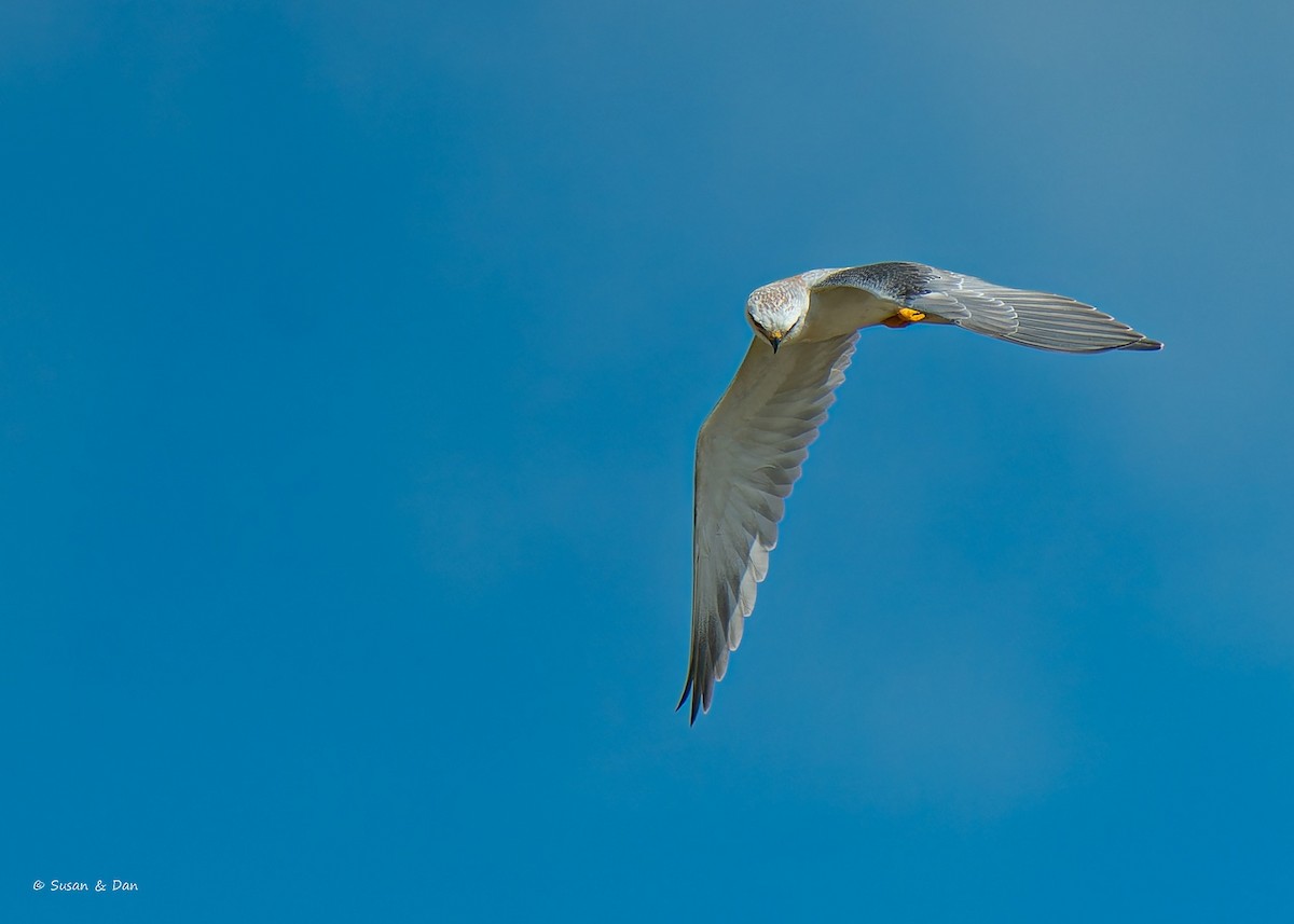 Black-winged Kite - Susan Wellhofer