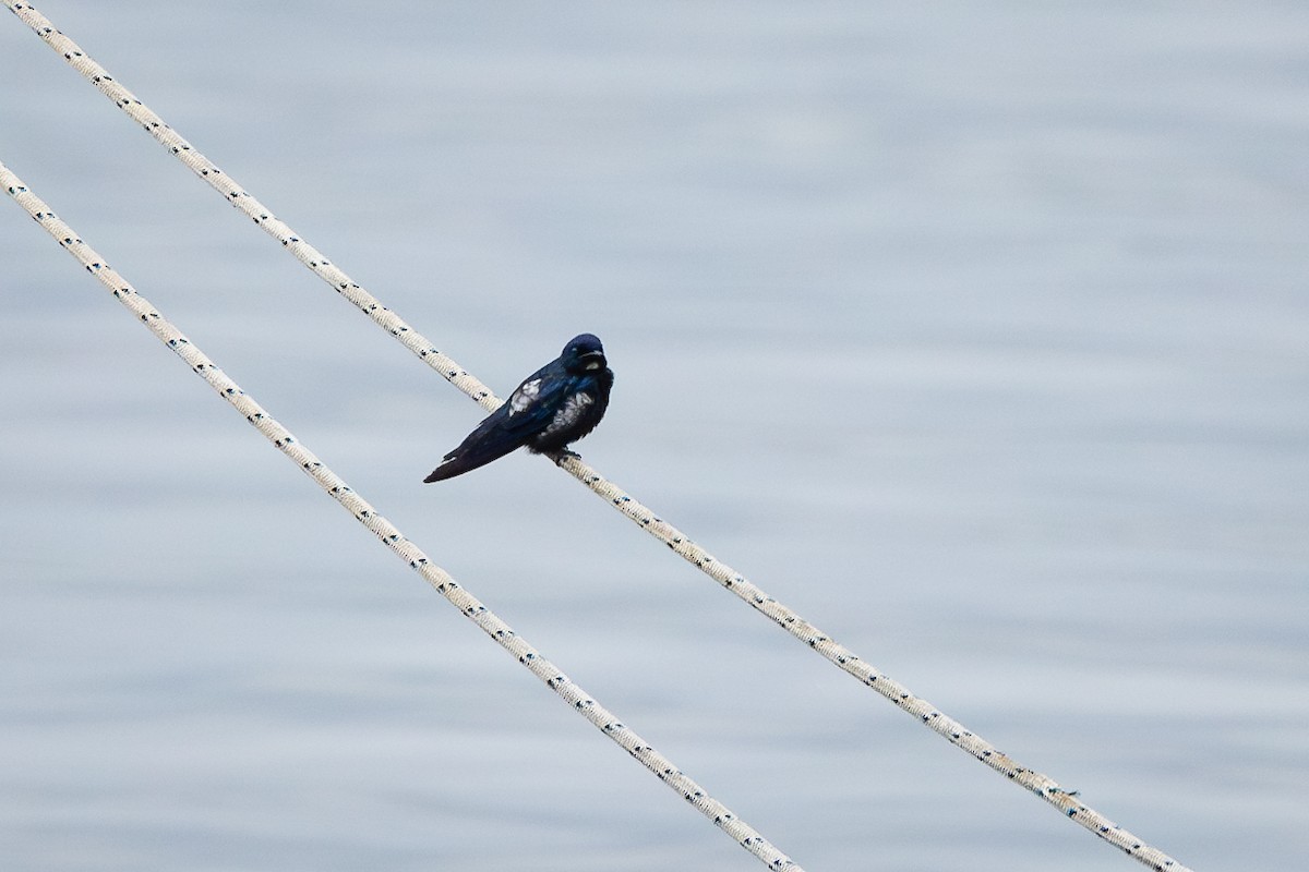 White-throated Blue Swallow - ML612925677