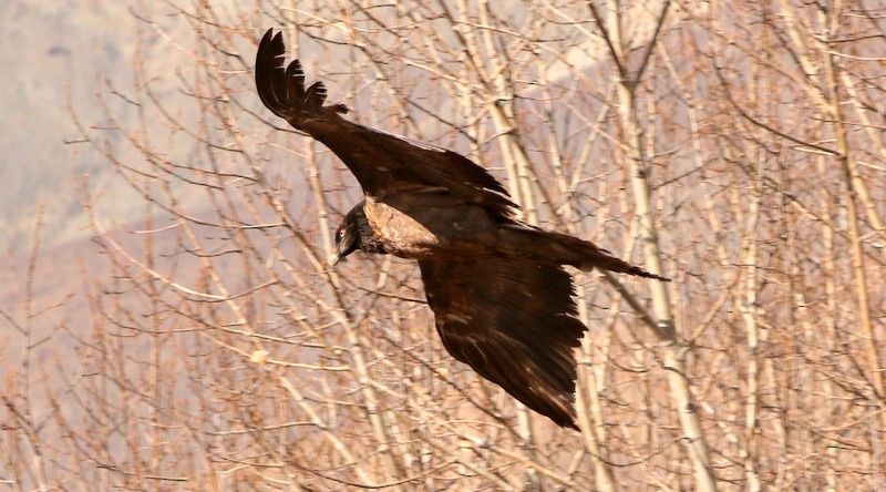 Bearded Vulture - Kris Webb