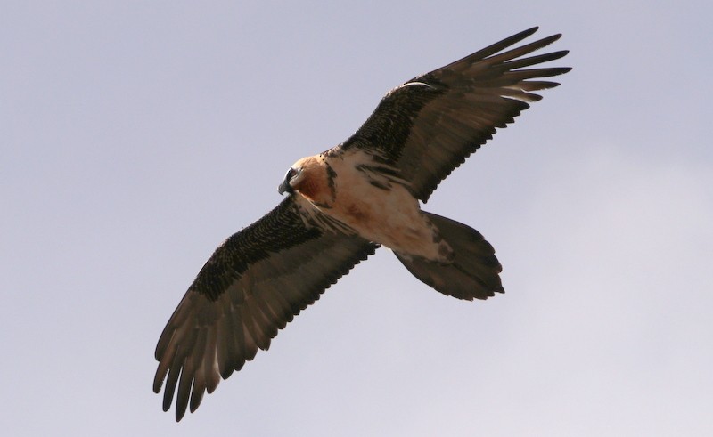 Bearded Vulture - ML612925819