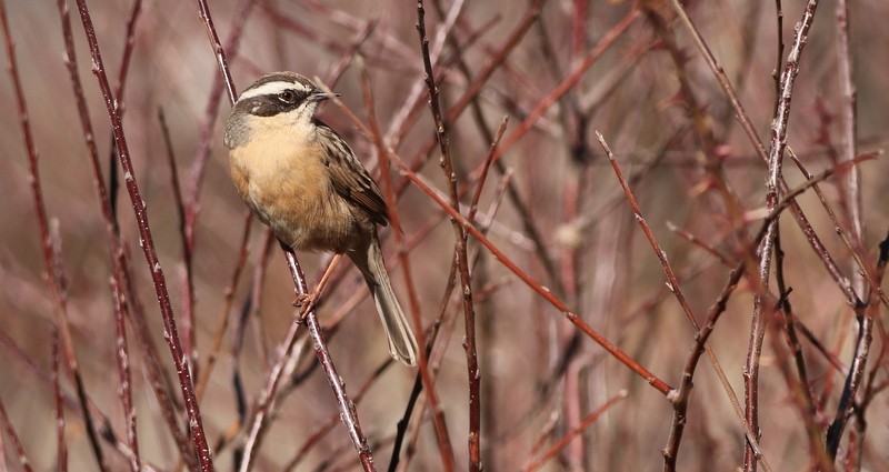 Brown Accentor - ML612925864