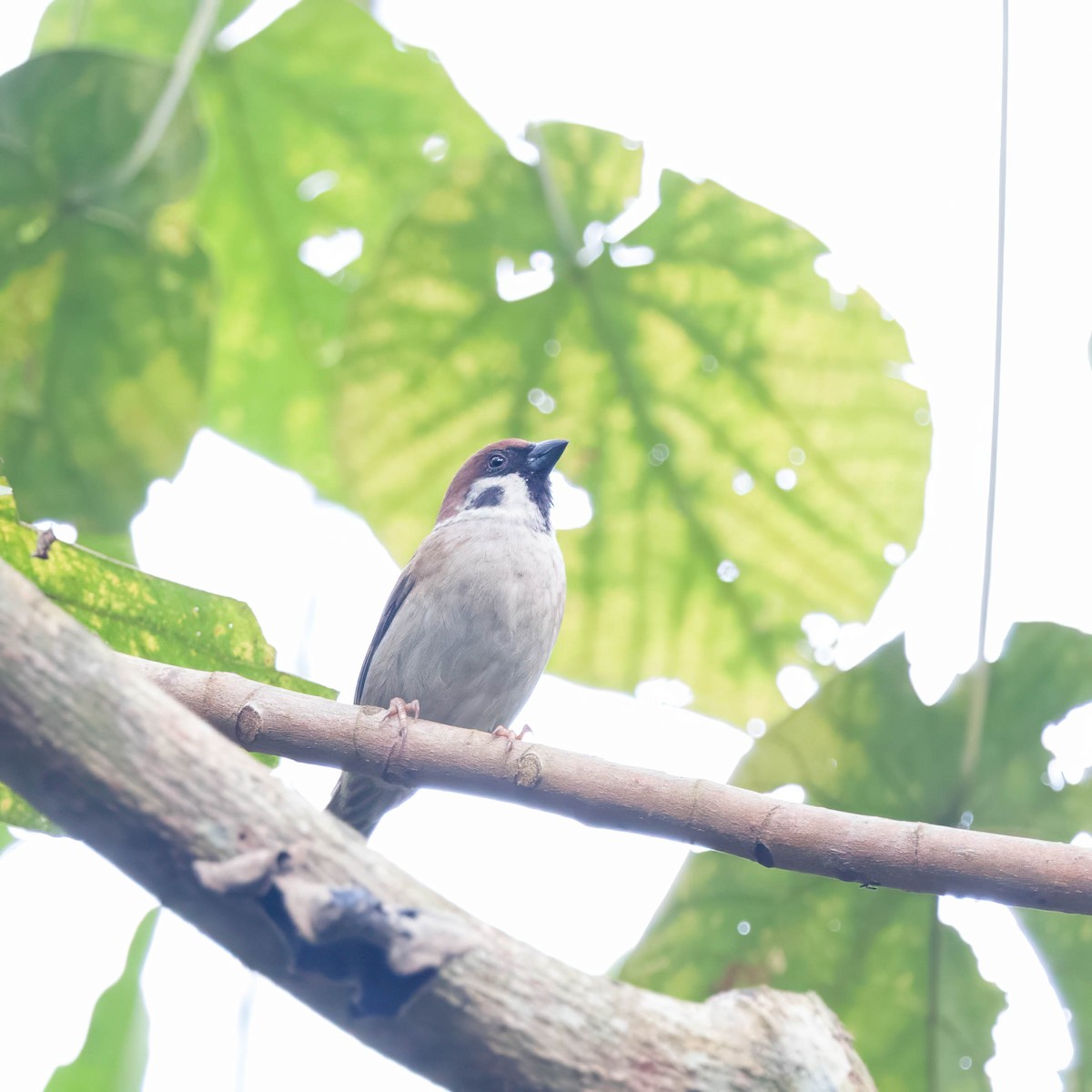 Eurasian Tree Sparrow - Per Smith