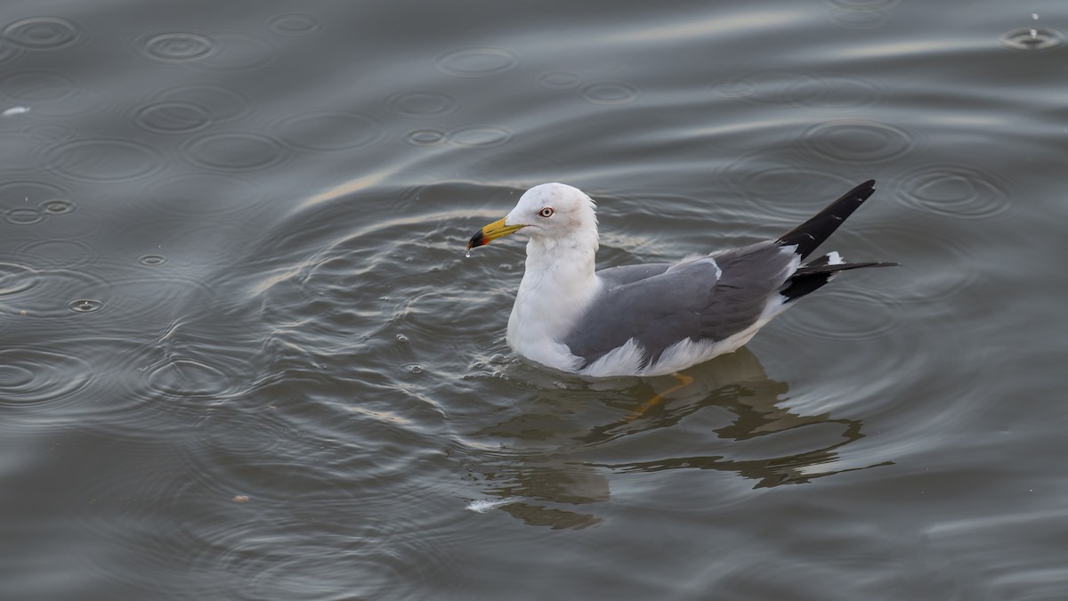 Black-tailed Gull - ML612926376
