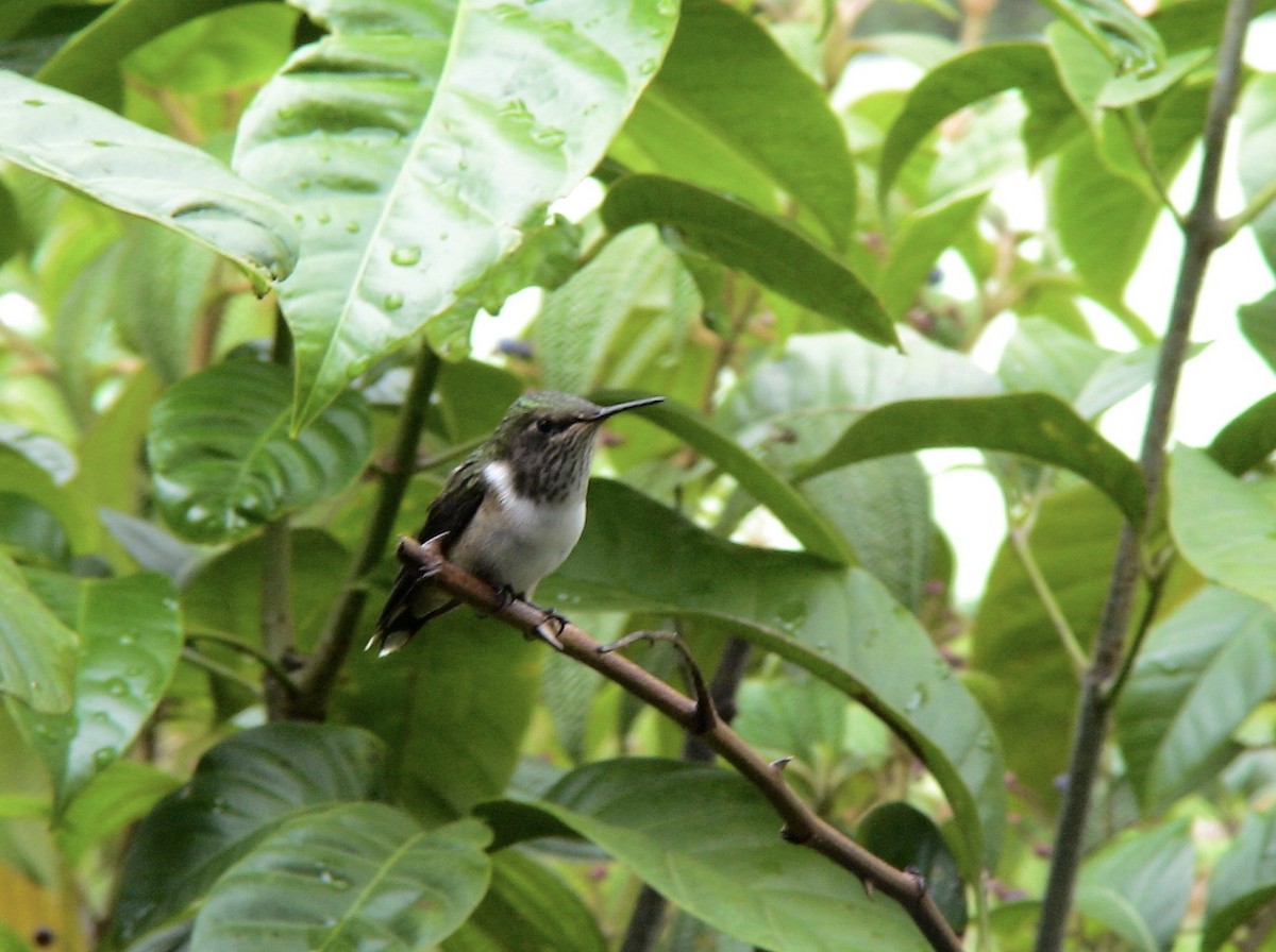 Volcano Hummingbird (Heliotrope-throated) - ML612926411