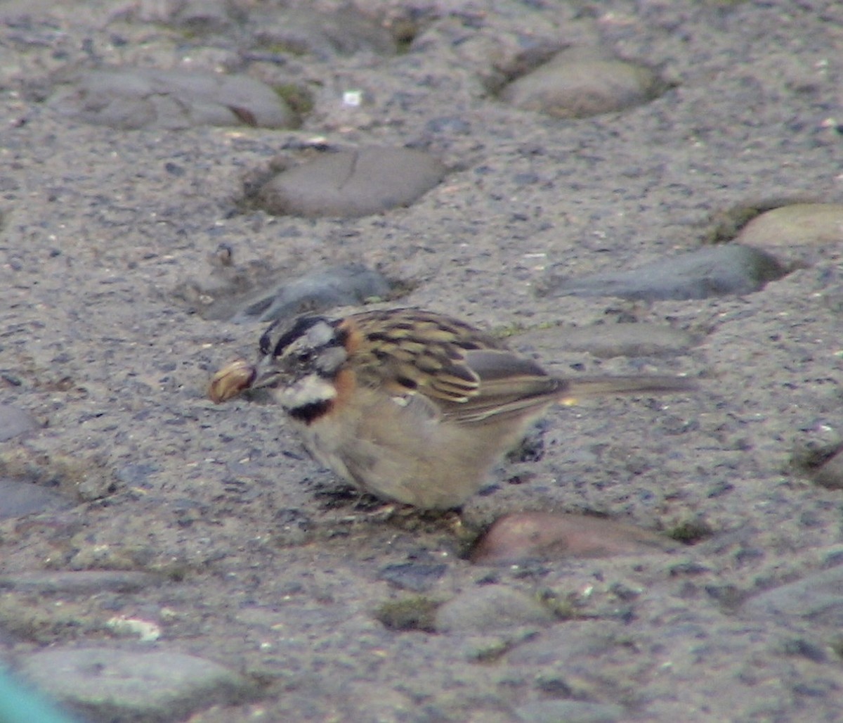 Rufous-collared Sparrow - ML612926422