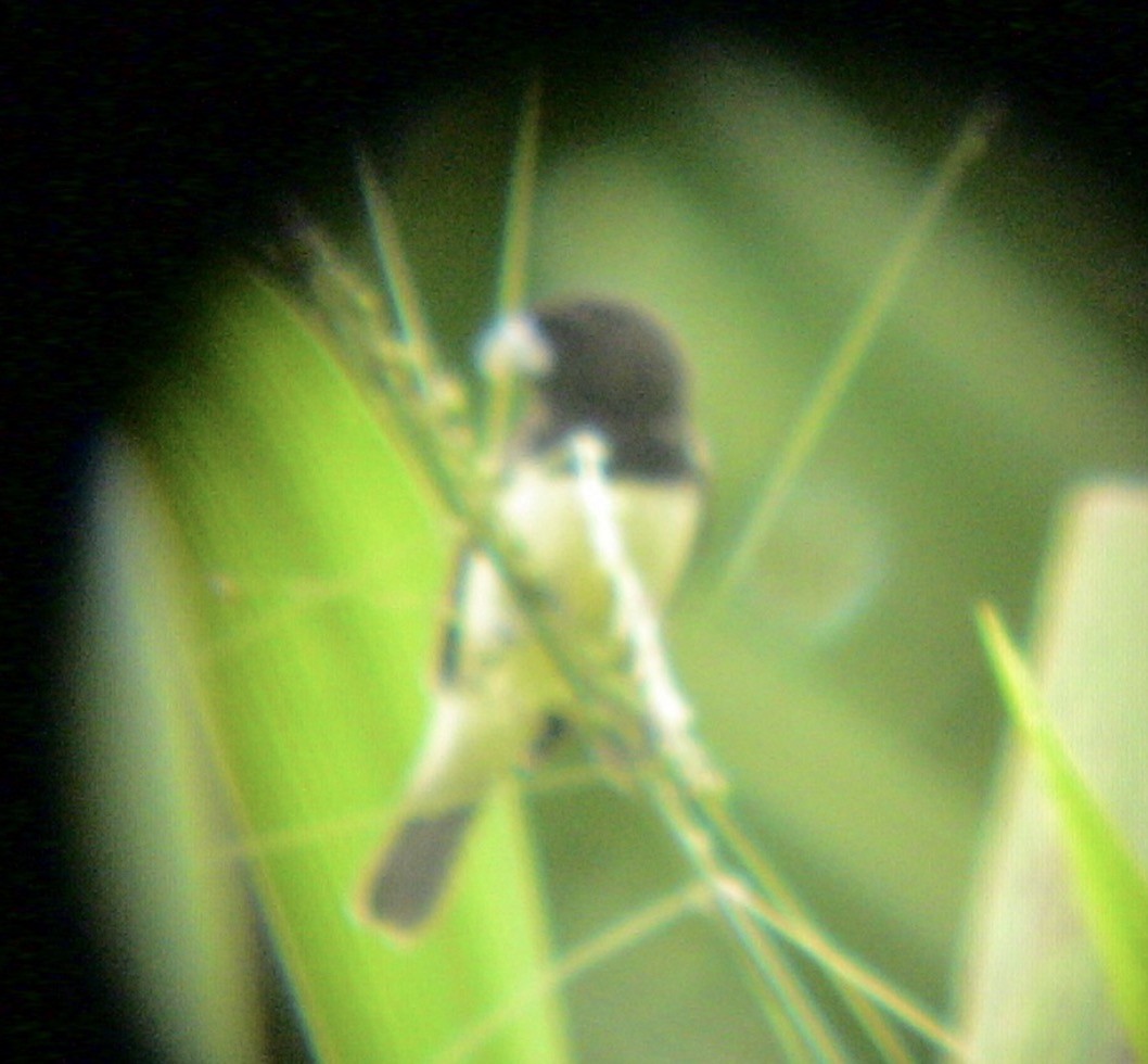 Yellow-bellied Seedeater - ML612927355