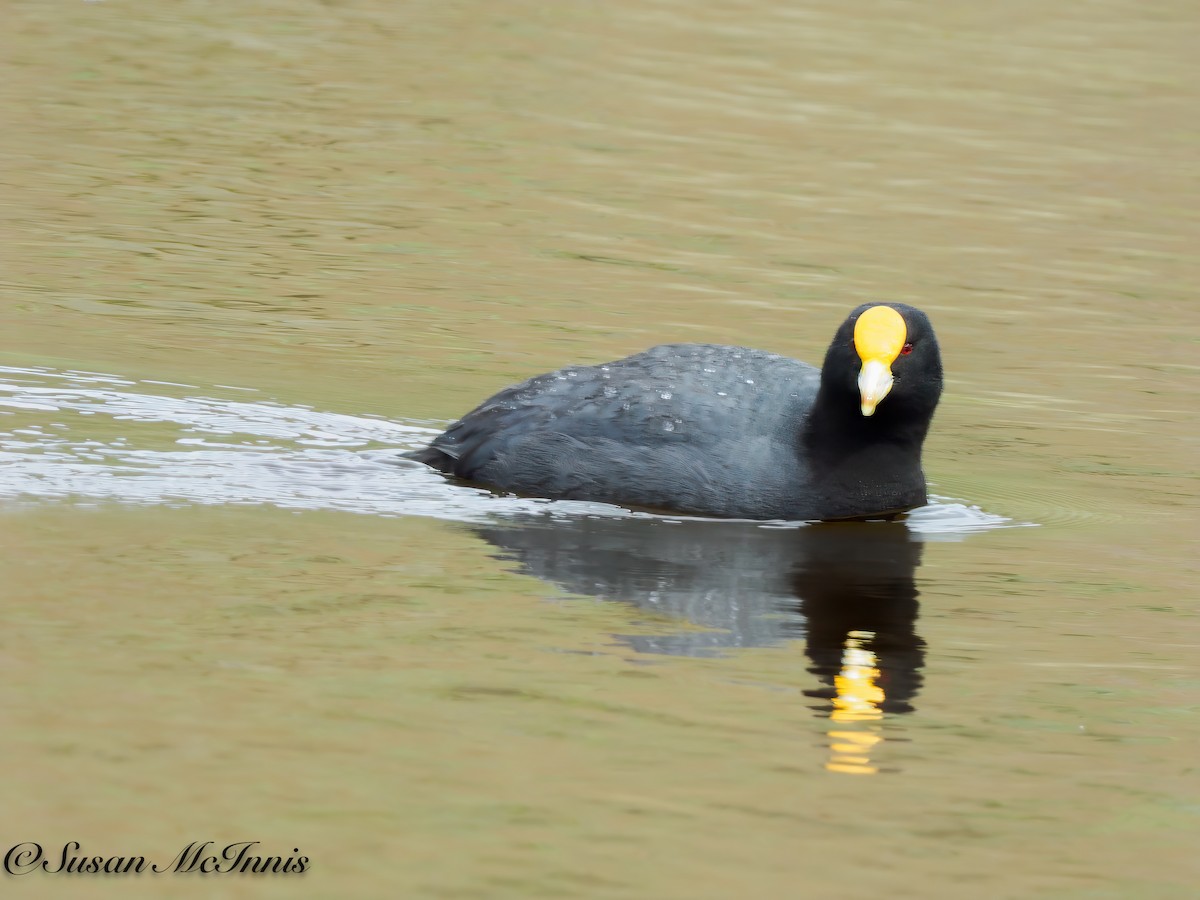 White-winged Coot - ML612927664