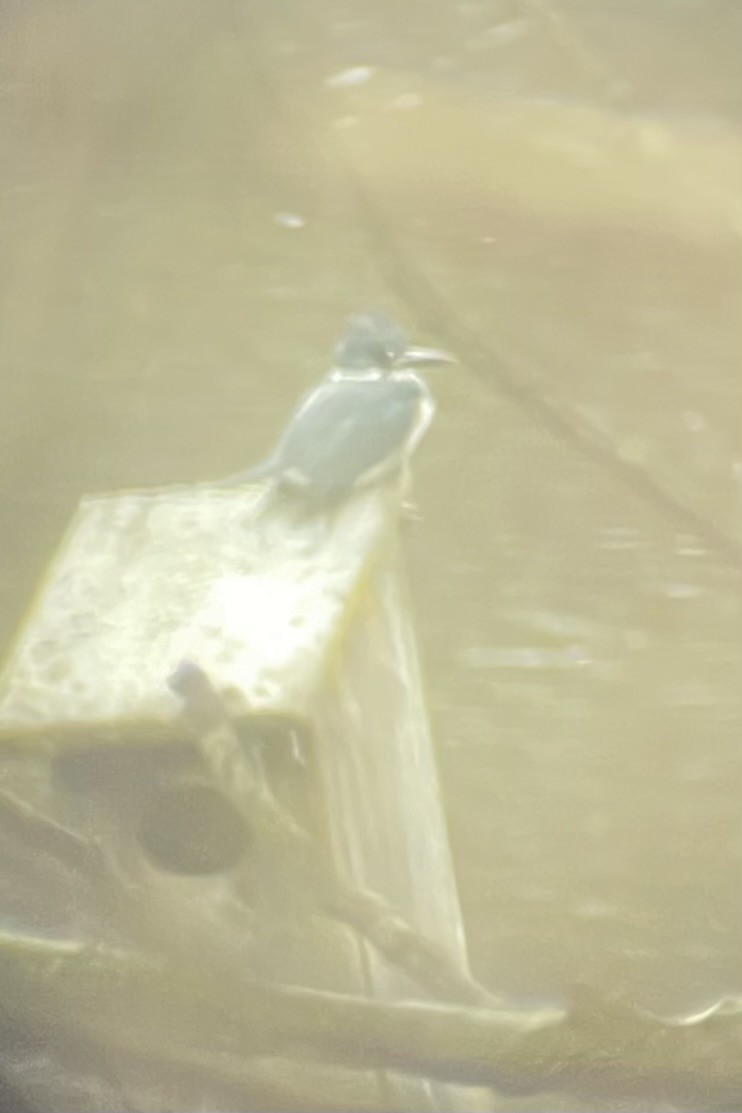 Belted Kingfisher - ML612927798