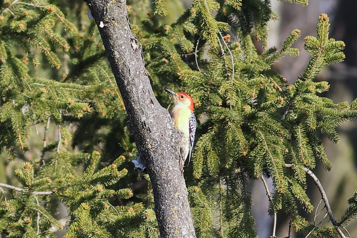 Red-bellied Woodpecker - John Mercer