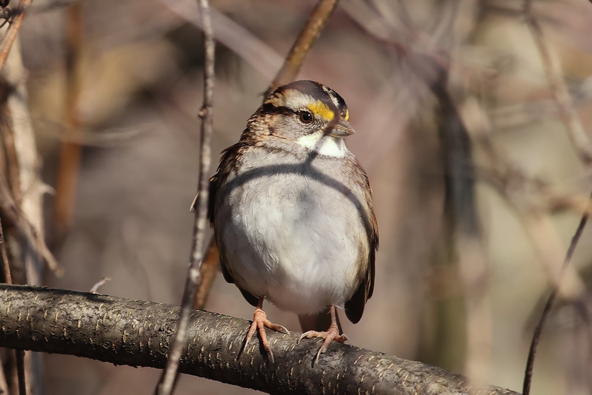 White-throated Sparrow - ML612927893