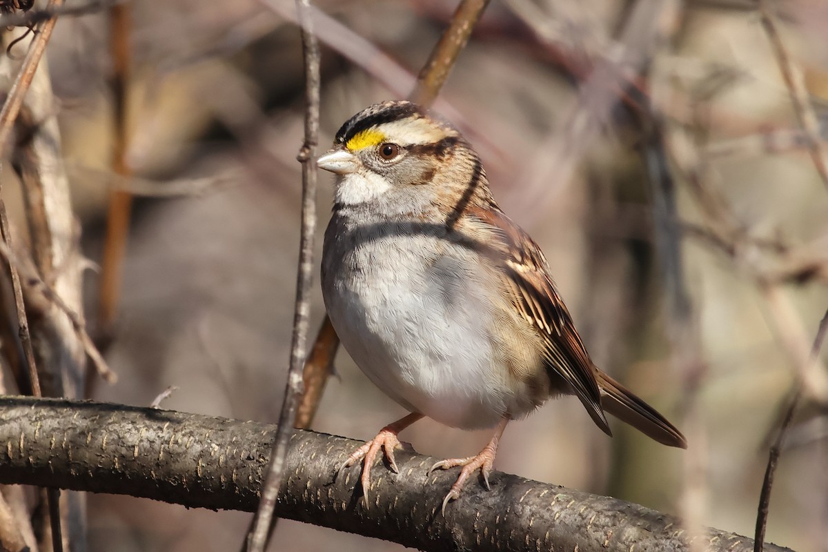 White-throated Sparrow - John Mercer