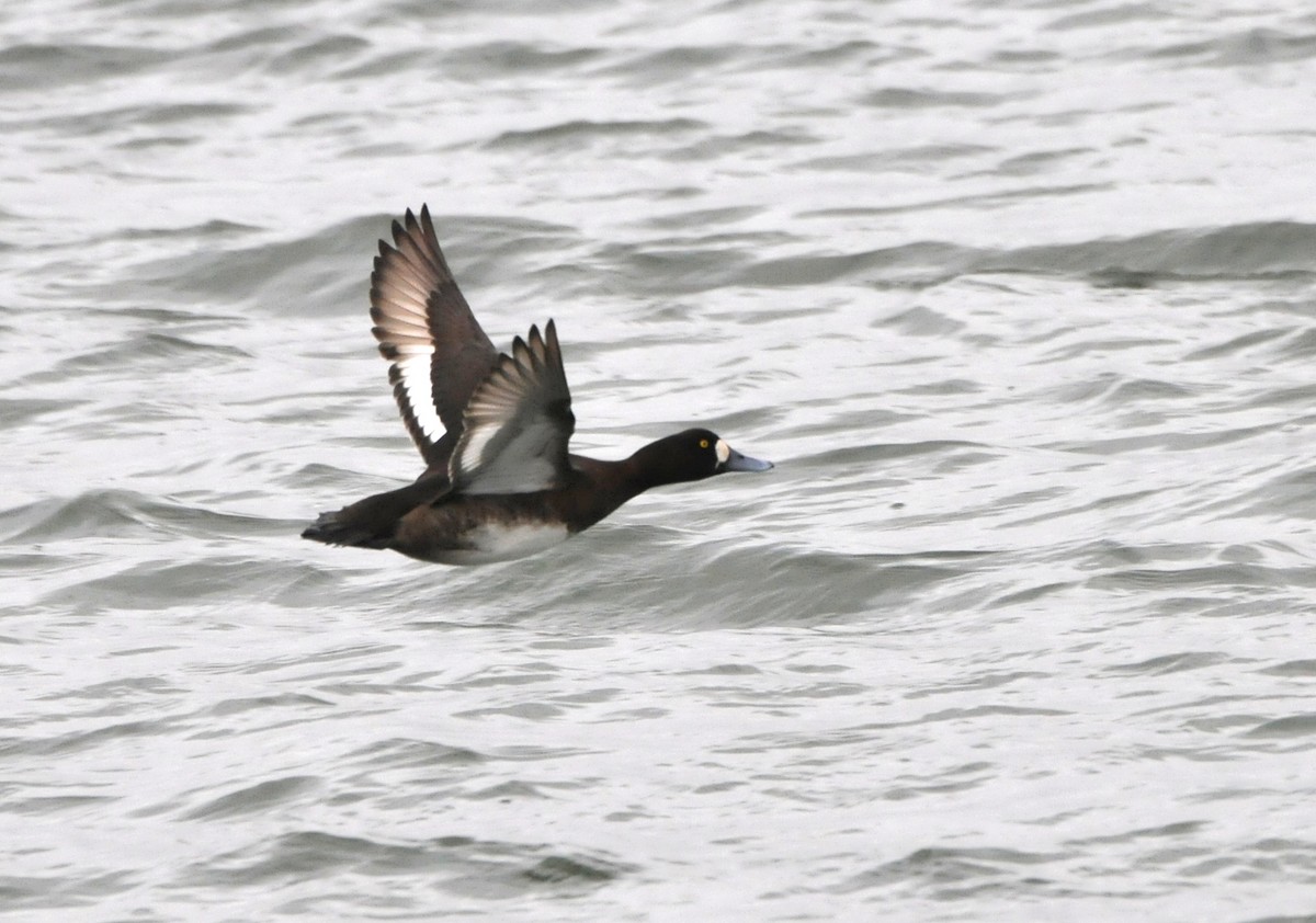 Greater Scaup - ML612928045