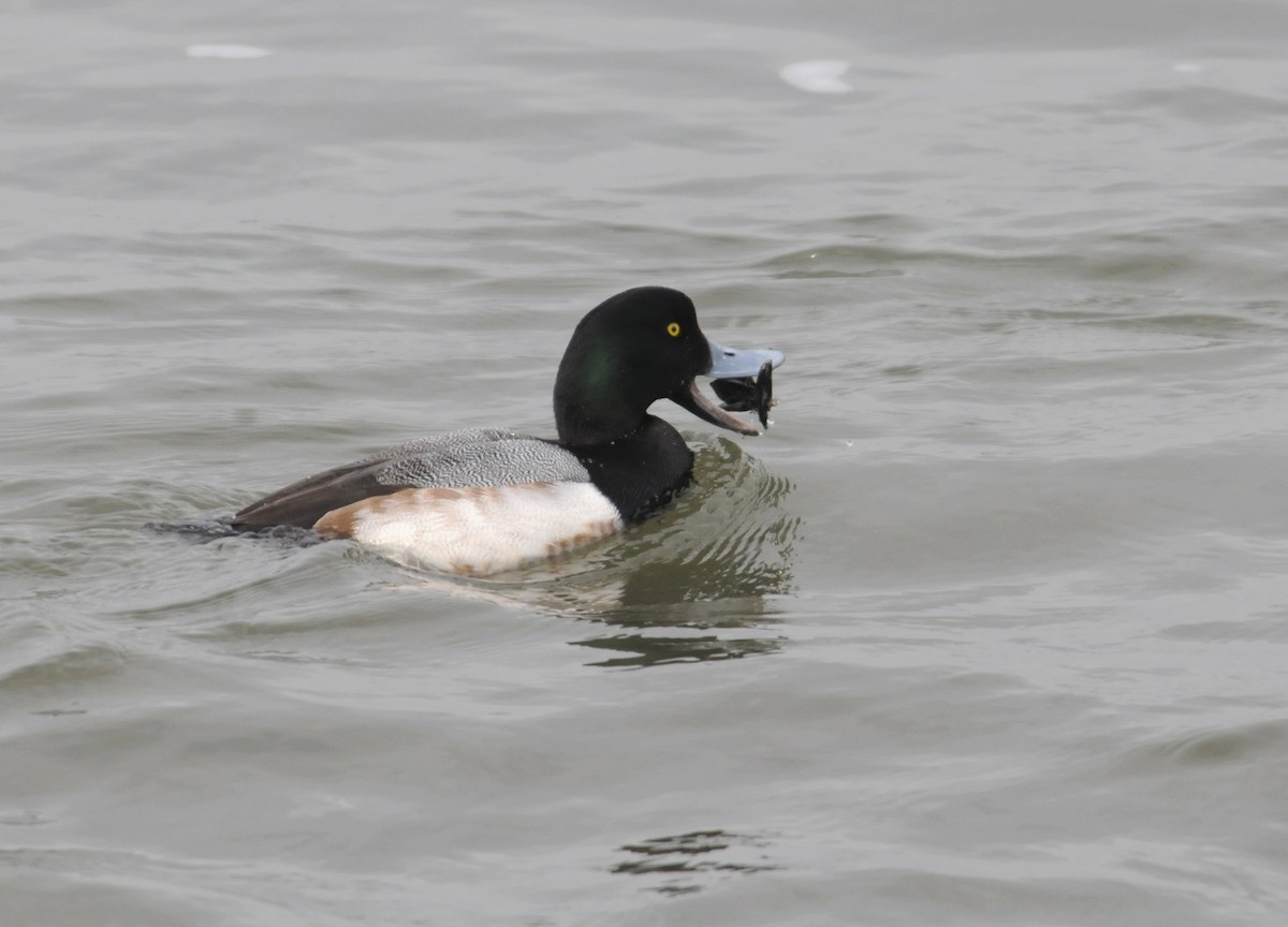Greater Scaup - ML612928046