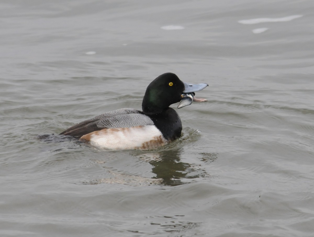 Greater Scaup - ML612928047