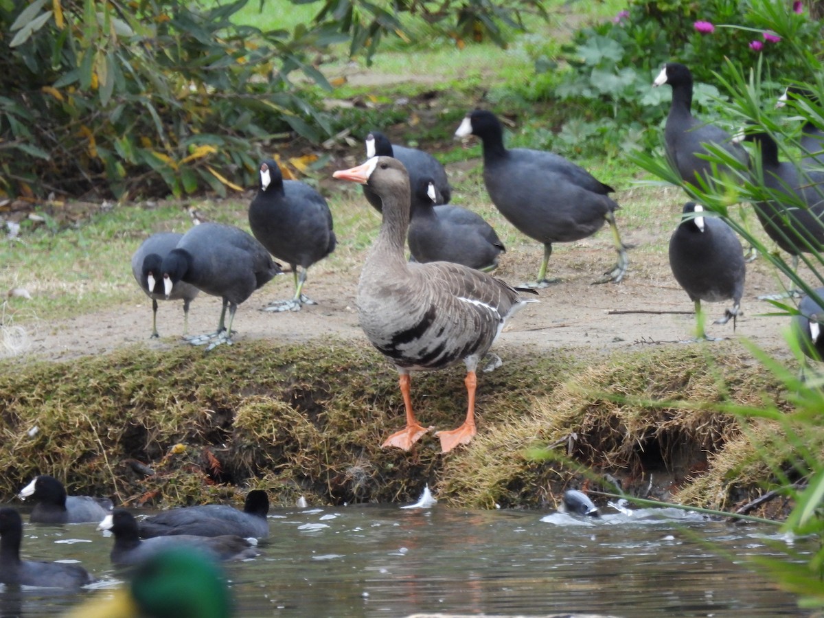 Greater White-fronted Goose - ML612928248