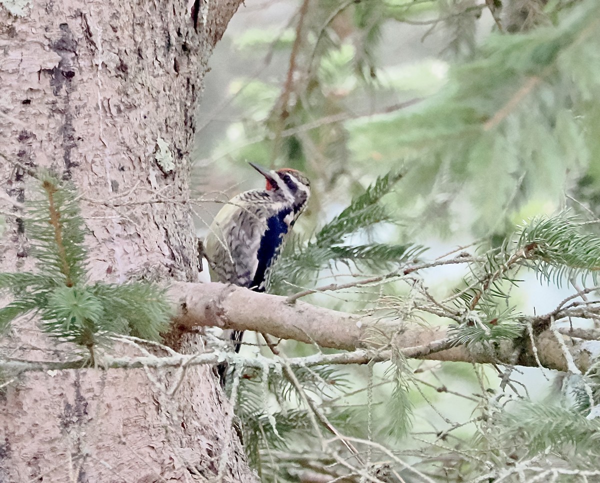 EBird Checklist 1 Jan 2024 Deer Pond Farm CT Audubon Fairfield Co   1200