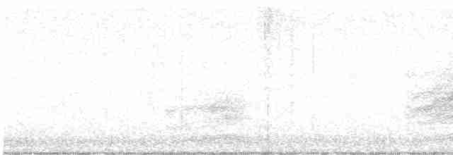 Тауї плямистий - ML612928491
