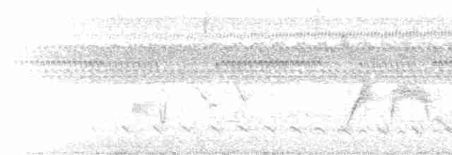 Weißbauch-Dickichtschlüpfer - ML612928571