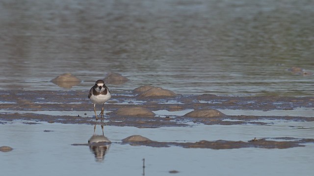 Semipalmated Plover - ML612929215