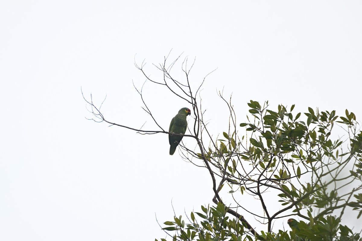 Red-lored Parrot - ML612929226