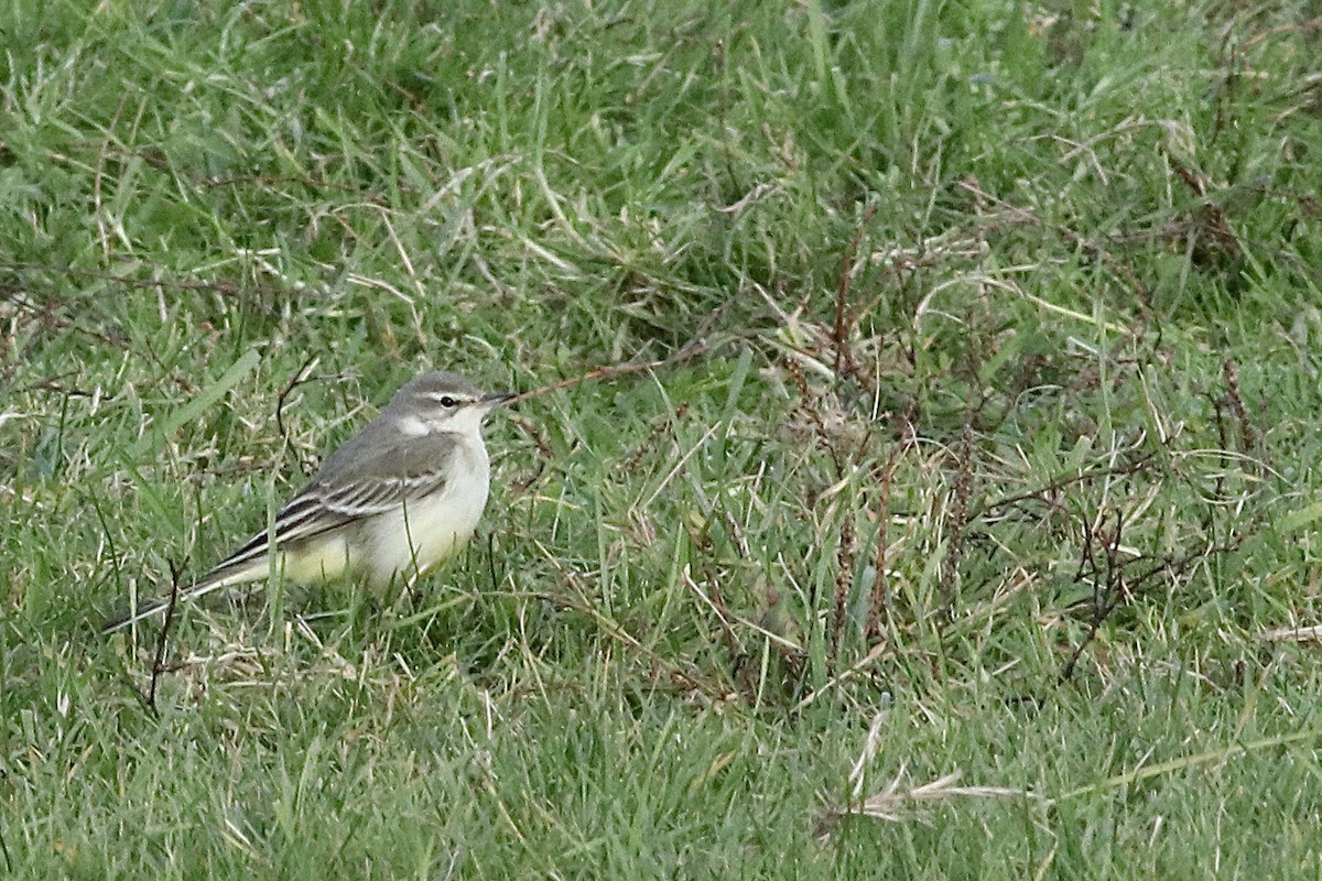 Western Yellow Wagtail - Peter Lewis