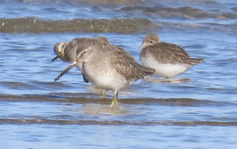 Long-billed Dowitcher - ML612929471