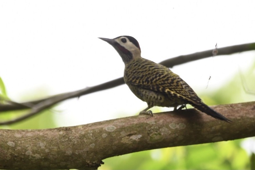 Green-barred Woodpecker - ML612929753