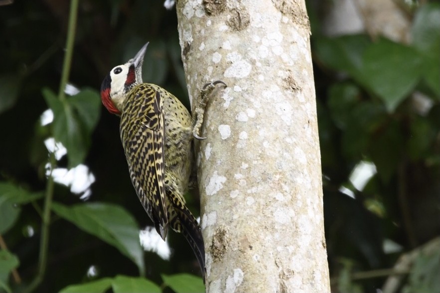 Green-barred Woodpecker - Mario Campagnoli