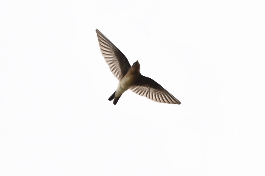 Southern Rough-winged Swallow - Mario Campagnoli
